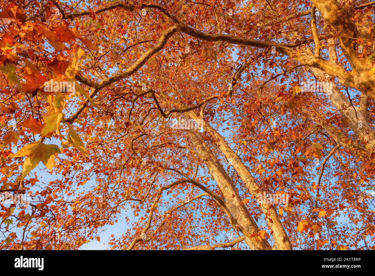 Herbstlicher und belaubter Hintergrund. Der Herbst kommt und die Blätter der Platanen werden bei Sonnenuntergang von braun zu rot Stockfoto
