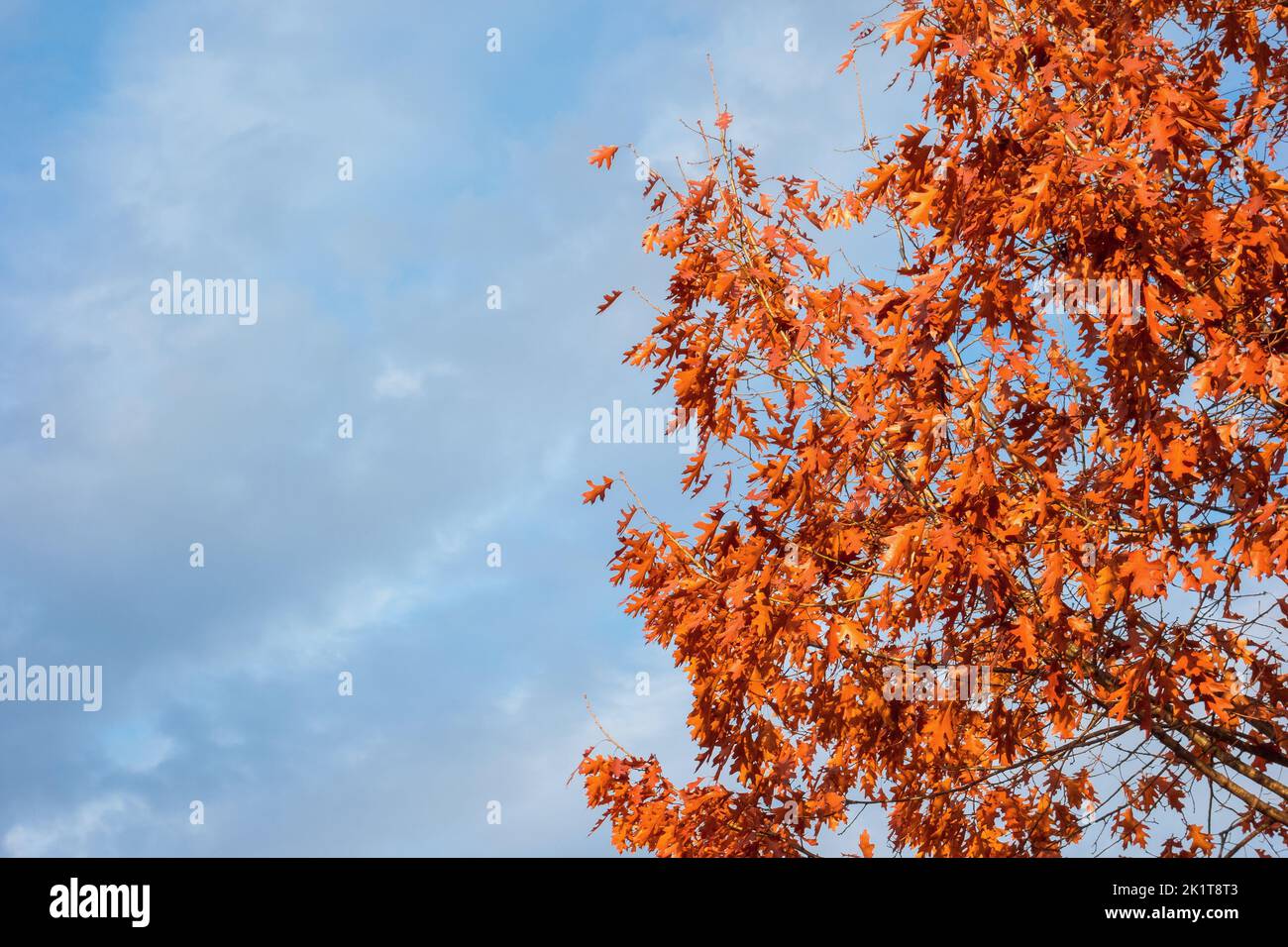 Herbstlich und Laub mit bewölktem Himmel Hintergrund. Herbst kommt, Ahornblätter werden von grün zu rot und braun (mit Kopierfläche) Stockfoto Herbstlich und Laub mit bewölktem Himmel Hintergrund. Herbst kommt, Ahornblätter werden von grün zu rot und braun (mit Kopierfläche) Stockfoto