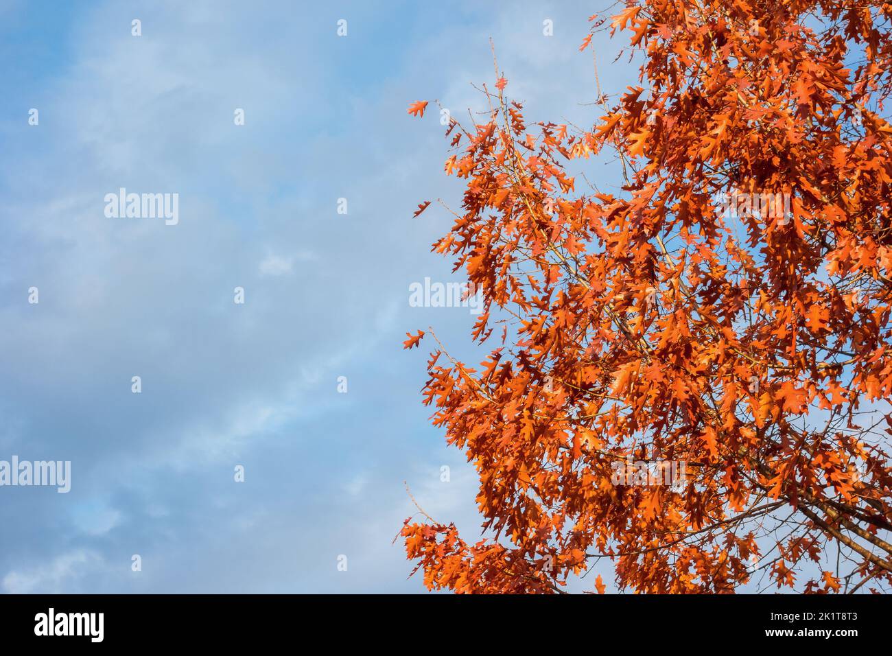 Herbstlich und Laub mit bewölktem Himmel Hintergrund. Herbst kommt, Ahornblätter werden von grün zu rot und braun (mit Kopierfläche) Stockfoto