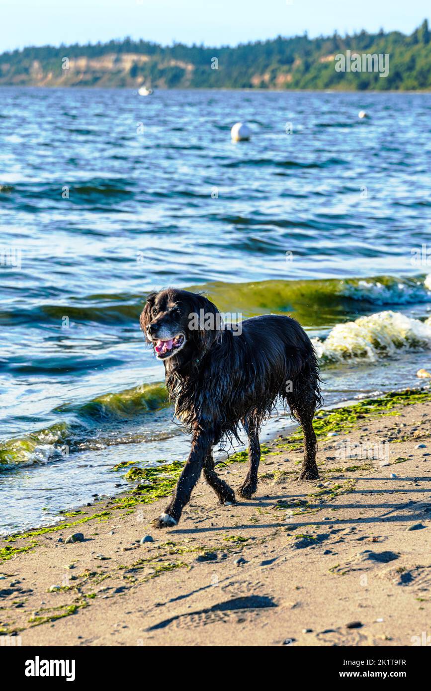Lucy; 14 1/2 Jahre alter Golden Retriever - Border Collie Mix; Strand; Whidbey Island; Washington; USA Stockfoto