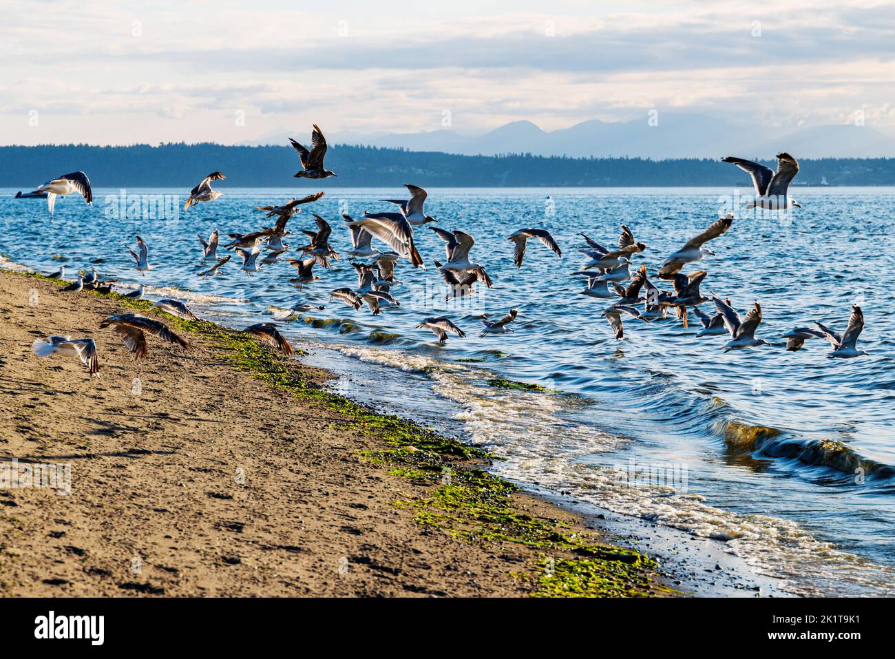 Gemeine Möwen fliegen vom Strand; Whidbey Island; Washington; USA Stockfoto