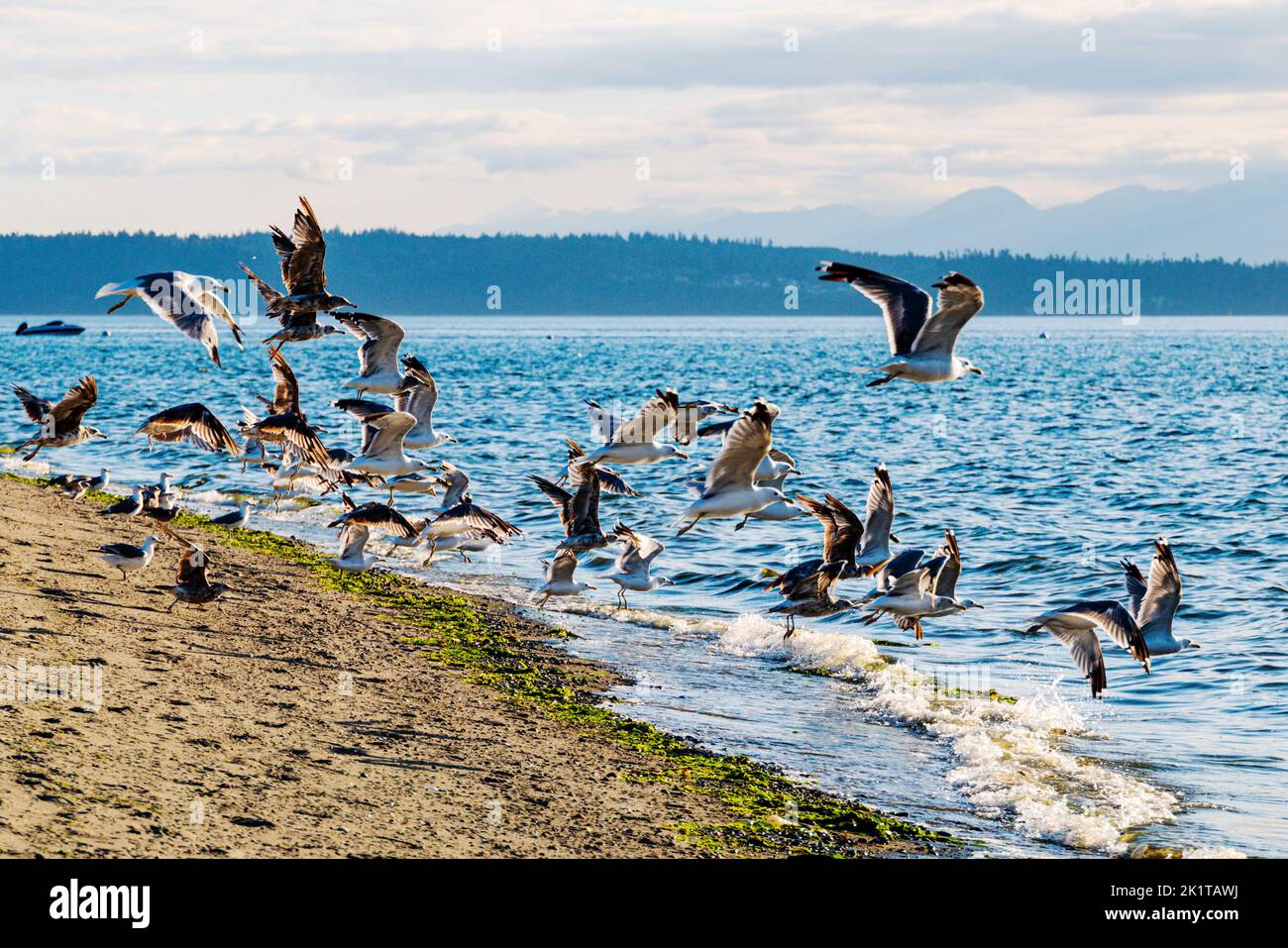 Gemeine Möwen fliegen vom Strand; Whidbey Island; Washington; USA Stockfoto