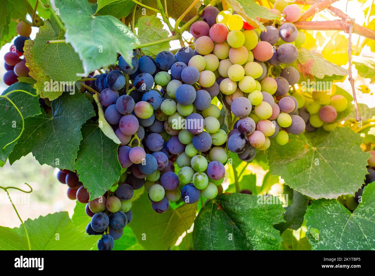 Die Trauben an der Rebe reifen unter den Strahlen der hellen Sonne. Weinberge mit Trauben von Beeren. Stockfoto