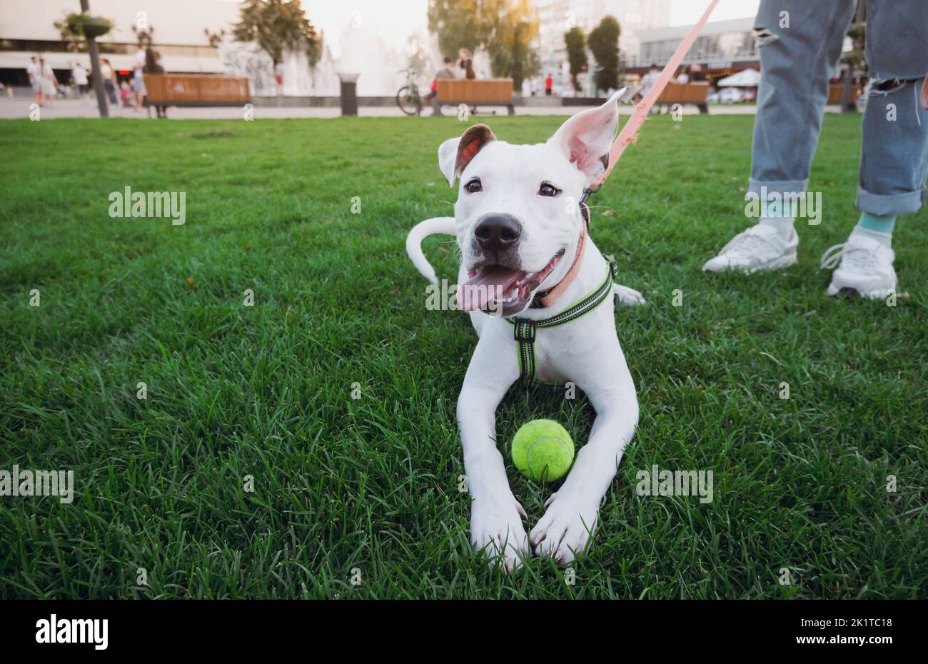 Porträt eines weißen staffordshire Terrier in einem öffentlichen Park in der Innenstadt. Verspielter amstaff Welpe mit einem Tennisball im Freien Stockfoto