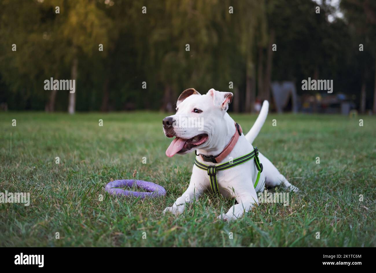 Porträt eines verspielten weißen staffordshire Terrier Welpen in einem öffentlichen Park im Freien. Der junge Pitbullerhund liegt auf dem Gras und schaut weg Stockfoto