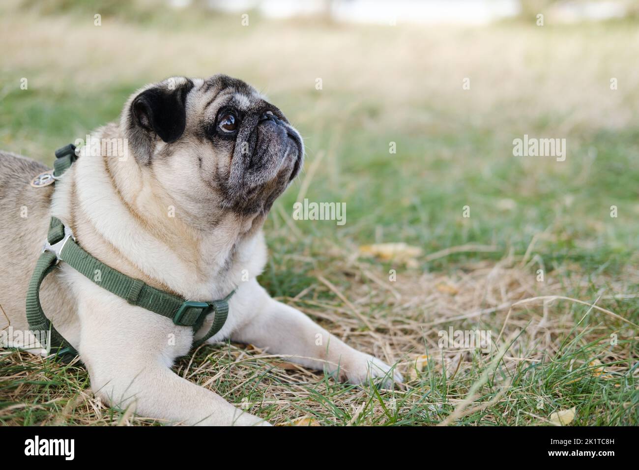 Lustiger Mops, der nach oben schaut und draußen auf dem Rasen liegt. Schöne alternde Hund Porträt, kopieren Raum Bild Stockfoto