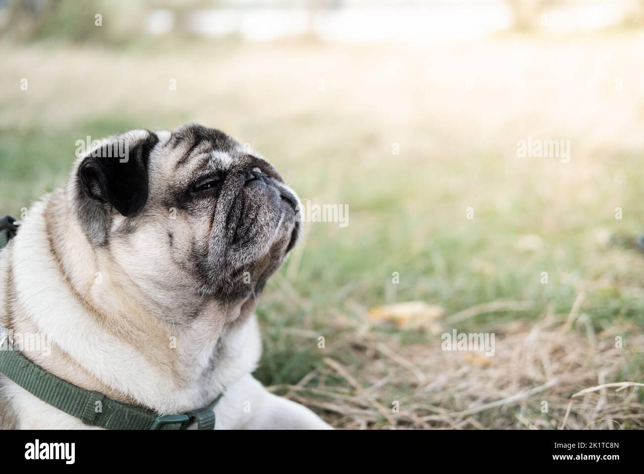 Lustiger Mops mit geschlossenen Augen, der draußen auf dem Rasen liegt. Schöne alternde Hund Porträt, Ruhe und Entspannung im Freien Stockfoto