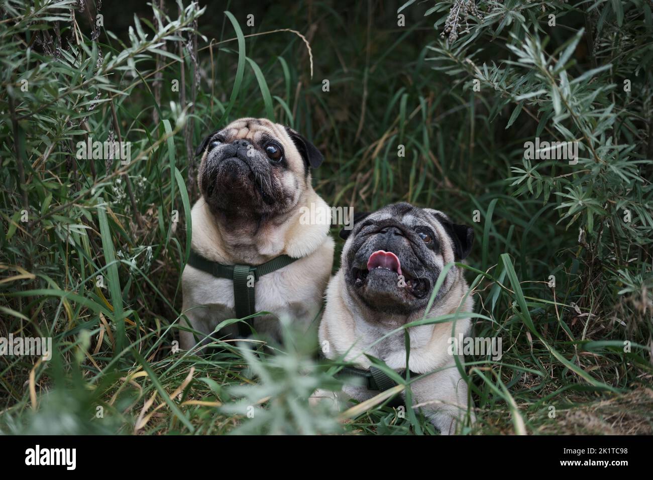 Porträt von zwei Mops in grün natürlichen Hintergrund. Zwei niedliche Hunde posieren im grünen Gras und Busch im Freien Stockfoto