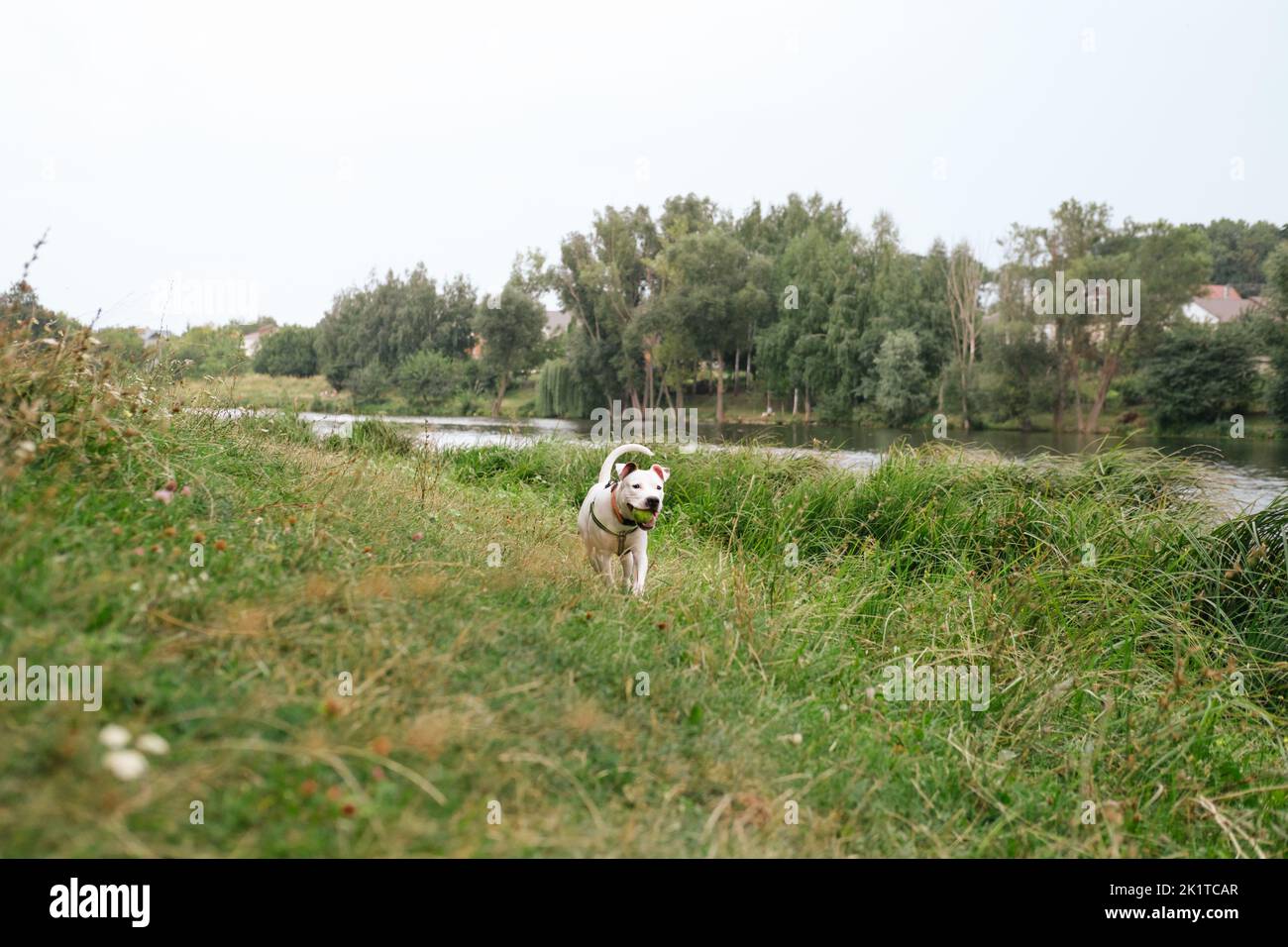 Glücklicher und gesunder junger Hund mit einem Ball im Mund im Freien. Niedliche staffordshire Terrier Welpen spielen mit Ball in der Natur Stockfoto