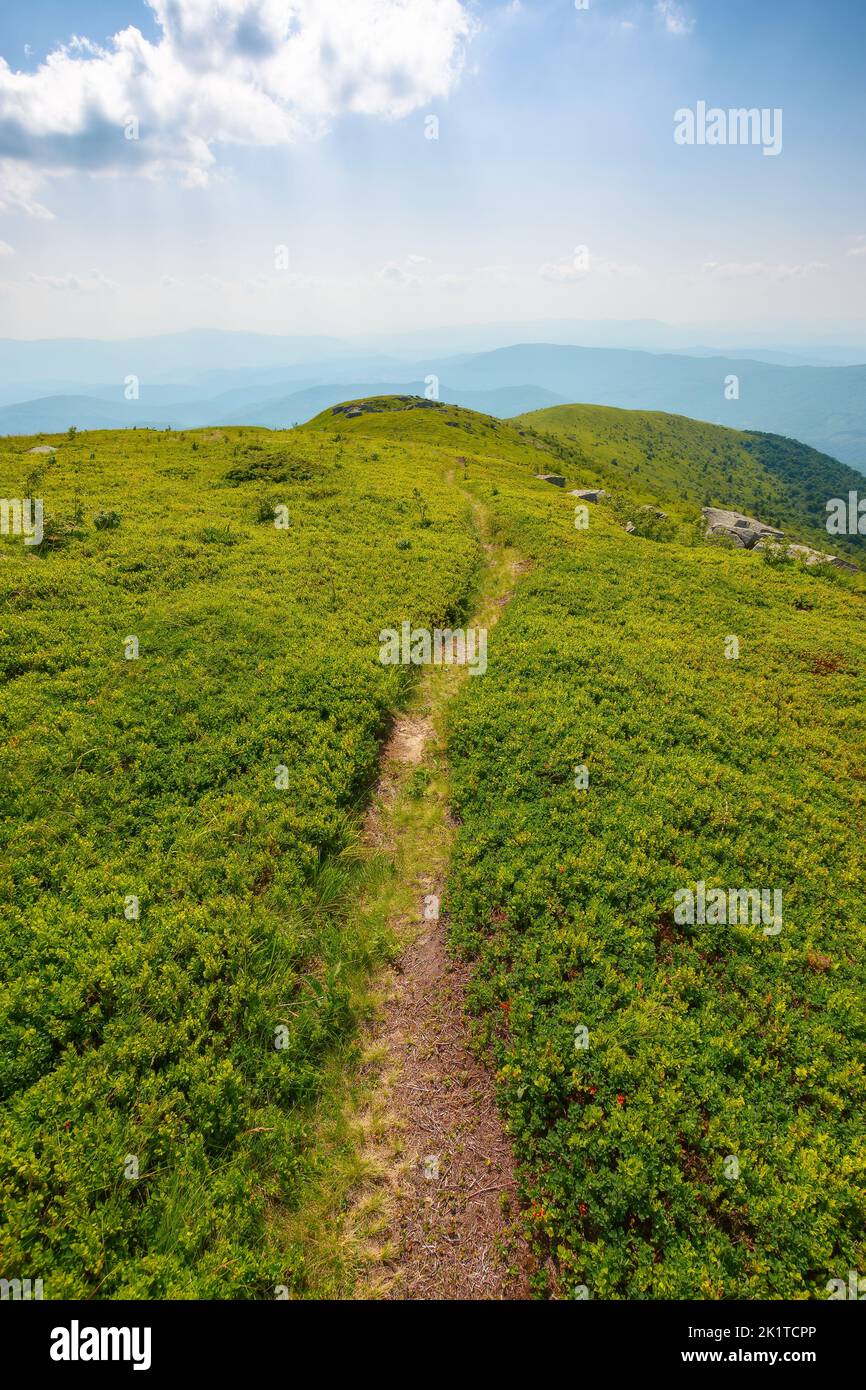 Enger Fußweg durch den grasbewachsenen Hügel. Sommerurlaub in den karpaten. Sonniges Nachmittagswetter mit grüner Wiese unter blauem Himmel mit p Stockfoto