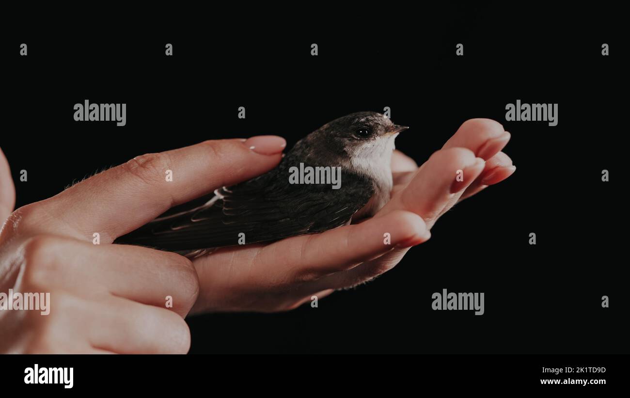 Porträt der Schwalbe - hirundo rustica in weiblichen Händen. Das kleine gezähmte Vogelkick breitet Flügel aus und lehrt, auf dunklem Studiohintergrund zu fliegen. Nahaufnahme Stockfoto