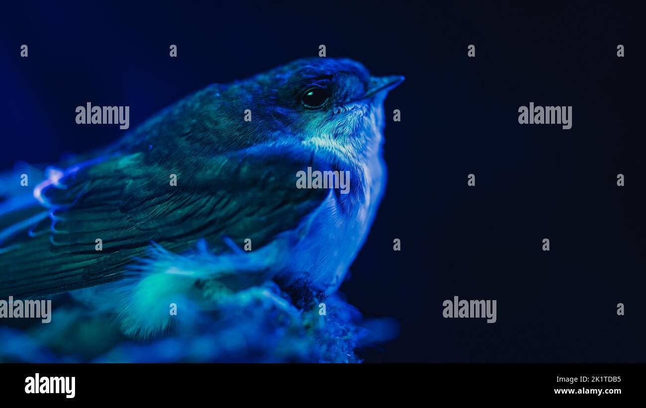 Scheune Swallow - hirundo rustica im Schlammnest sitzend, Vogelkick unter blauem Neonlicht. Nacht, dunkler Hintergrund. Nahaufnahme. Ornithologie, Natur Stockfoto