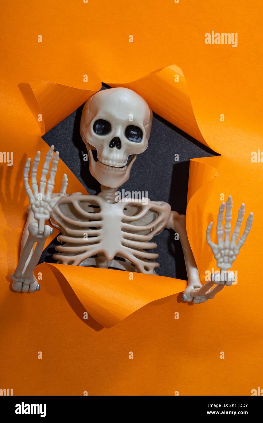 Frohe Halloween. Niedliches kleines Spielzeug Skelett winkt knöchelige Hände durch ein zerrissenes Papierloch auf einem leuchtend orangefarbenen Hintergrund, vertikaler Rahmen, Minimalismus. Hallo Stockfoto