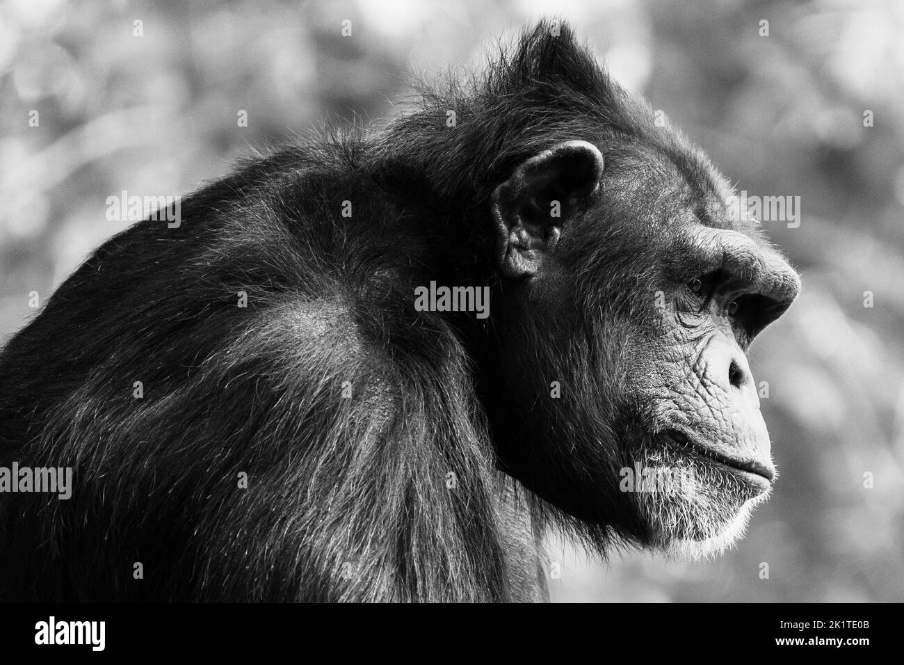 Ein selektiver Fokus eines schwarzen Schimpansen in der Wildnis mit einem Schwarz-Weiß-Filter Stockfoto