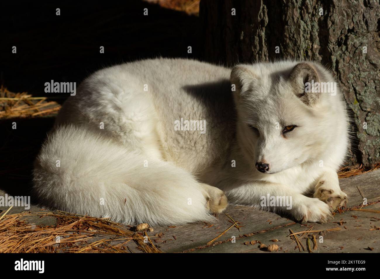 Ein arktischer Fuchs liegt auf einem Baumhausboden, beugt seine Krallen, der Schwanz rollt um seinen Körper. Stockfoto