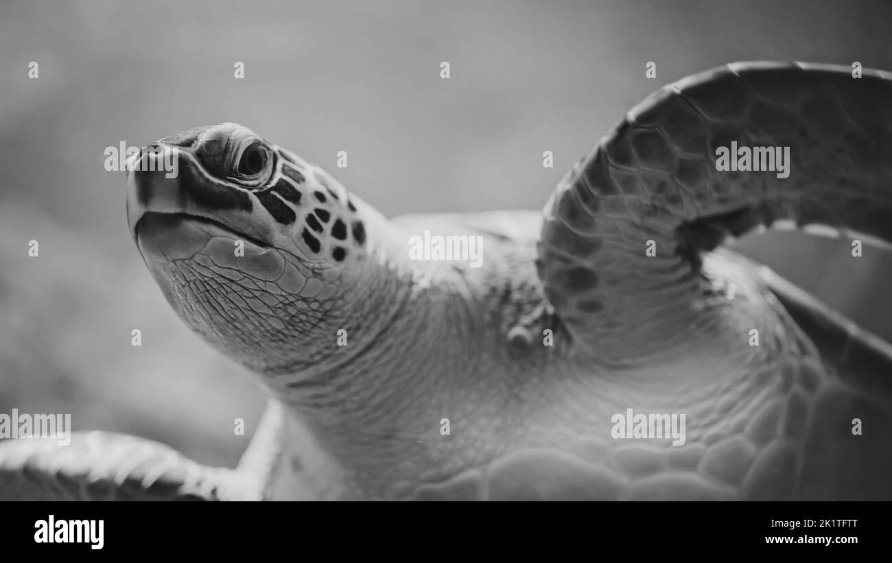 Nahaufnahme von chelonia mydas - grüne Meeresschildkröte in ihrem Lebensraum unter Wasser. Schönes exotisches tropisches Tier. Stockfoto