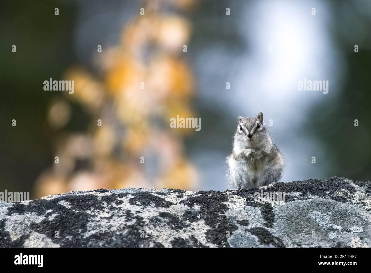 Östlicher Streifenhörnchen, Tamias striatus, kleines Eichhörnchen, das auf einem Felsen steht, in Yukon, Kanada Stockfoto