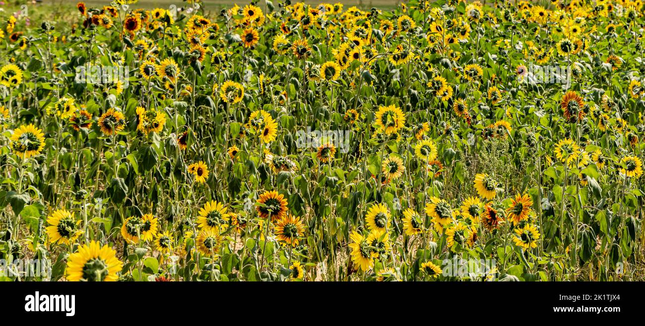 Sonnenblumenfeld auf der North Fork von Long Island, NY Stockfoto