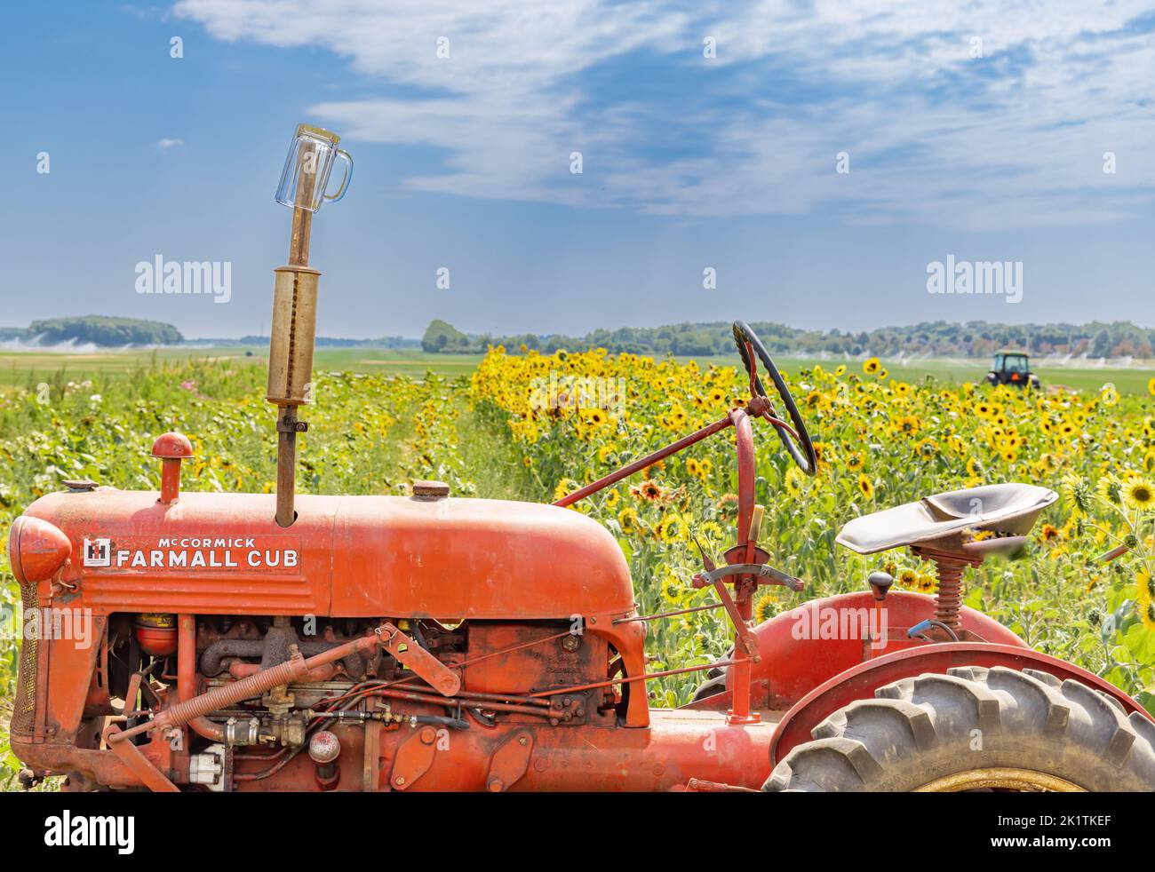 Alte rote Farmall Traktor sitzt in einem Feld von Sonnenblumen Stockfoto