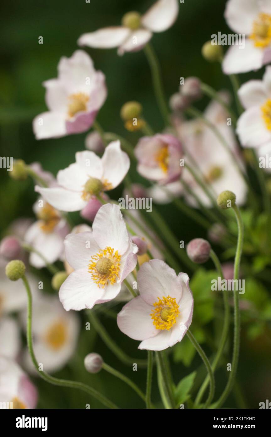 Japanische Anemone (Eriocapitella hupehensis) Blüten, Nahaufnahme, lokaler Fokus Stockfoto