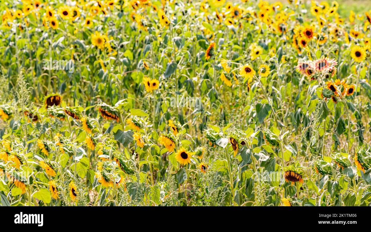 Sonnenblumenfeld auf der North Fork von Long Island, NY Stockfoto