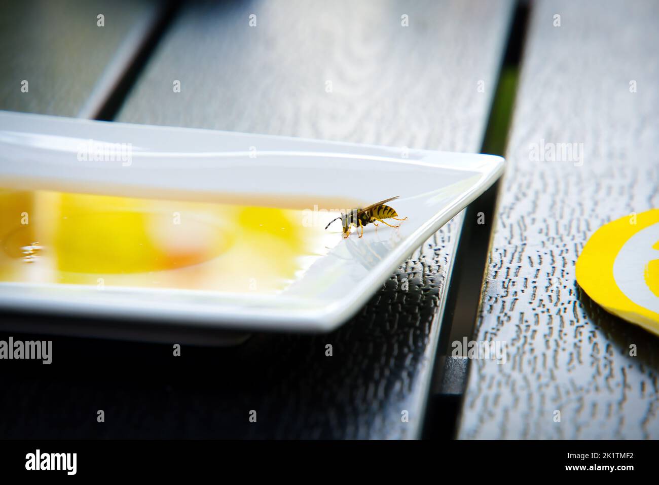Eine Biene, die Honig auf einem weißen Teller isst. Stockfoto