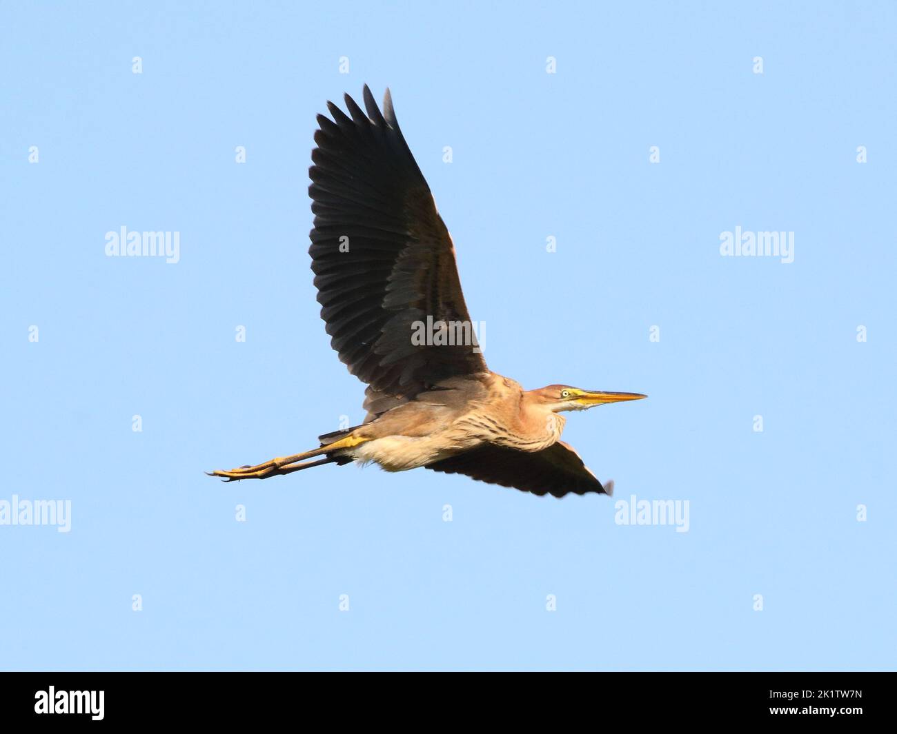 Der Purpurreiher (Ardea purpurea) Jungvögel in seinem natürlichen Lebensraum Stockfoto