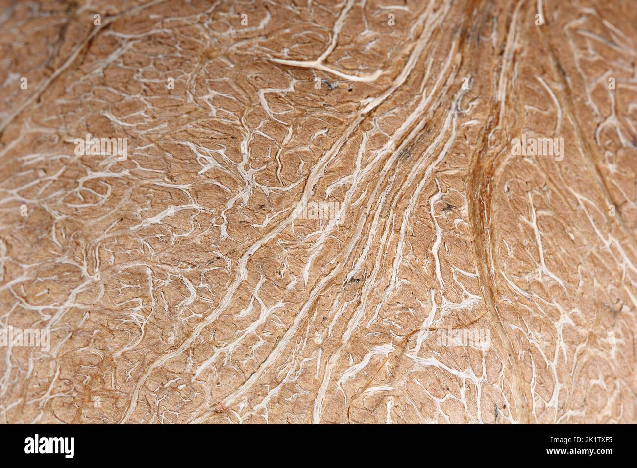 Die Textur der inneren Kokosnuss Schale mit weißen Fasern und brauner Basis Stockfoto