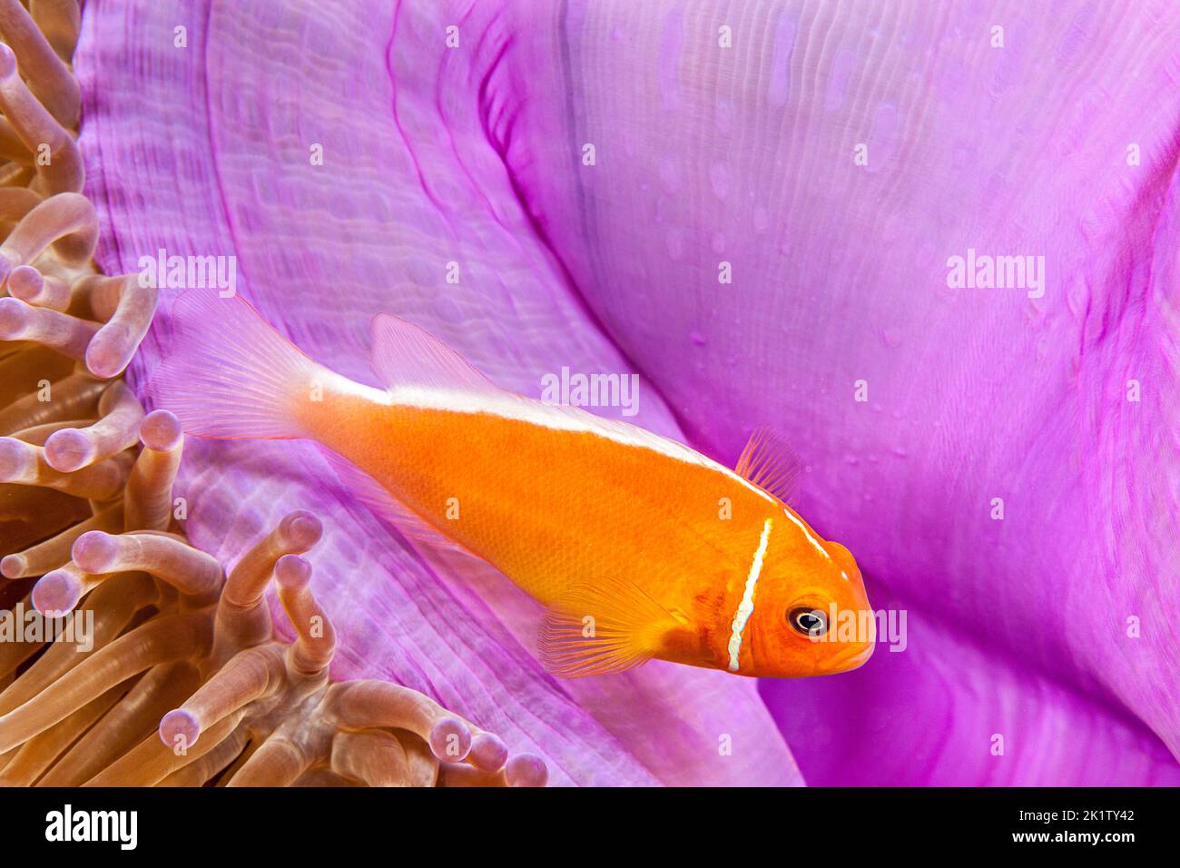 Dieser gemeinsame Anemonenfischen, Amphiprion perideraion, ist in den meisten Fällen gefunden mit der Anemone, Heteractis magnifica, wie hier dargestellt, Yap, Microne Stockfoto