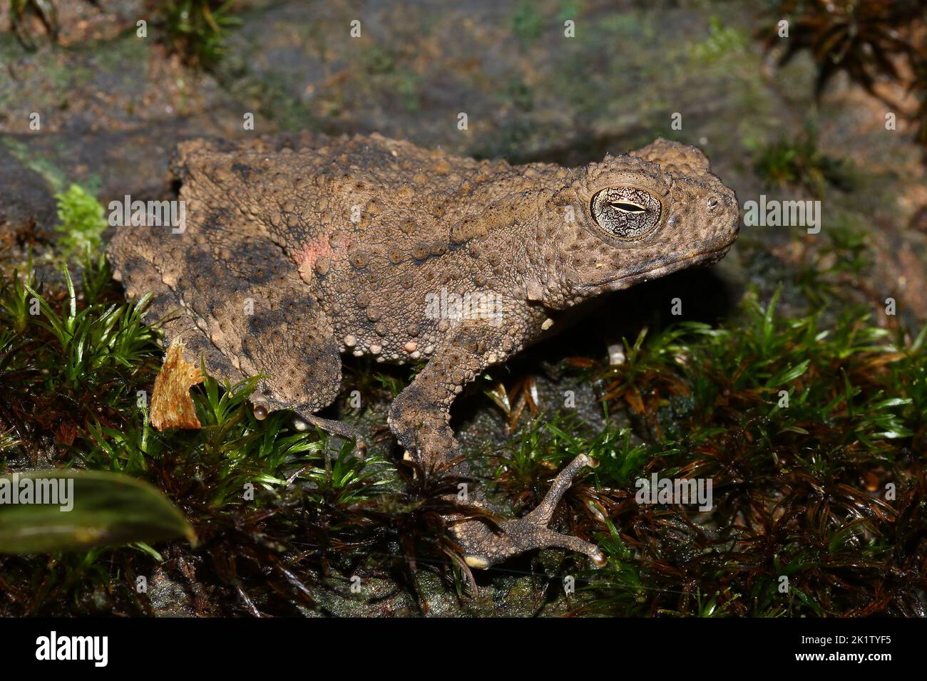 Giant River Toad, Sungei Tawan Toad (Phrynoidis juxtasper) in einem natürlichen Lebensraum, Borneo Stockfoto