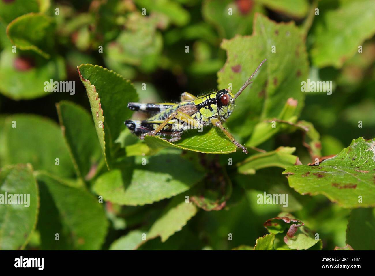 Die Green Mountain Grasshopper (Miramella alpina) Kurzhörnige Heuschrecke in einem natürlichen Lebensraum auf dem Blatt der Heidelbeere Stockfoto