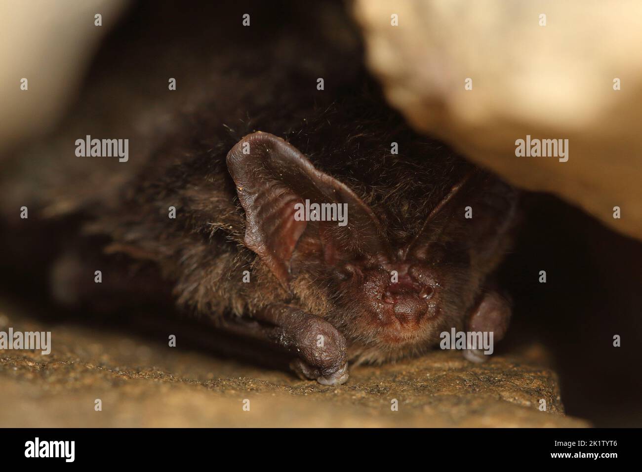 Die westliche Barbastelle, Barbastelle oder Barbastelle Fledermaus (Barbastella Barbastellus) Winterschlaf Fledermaus in Wänden Loch Stockfoto