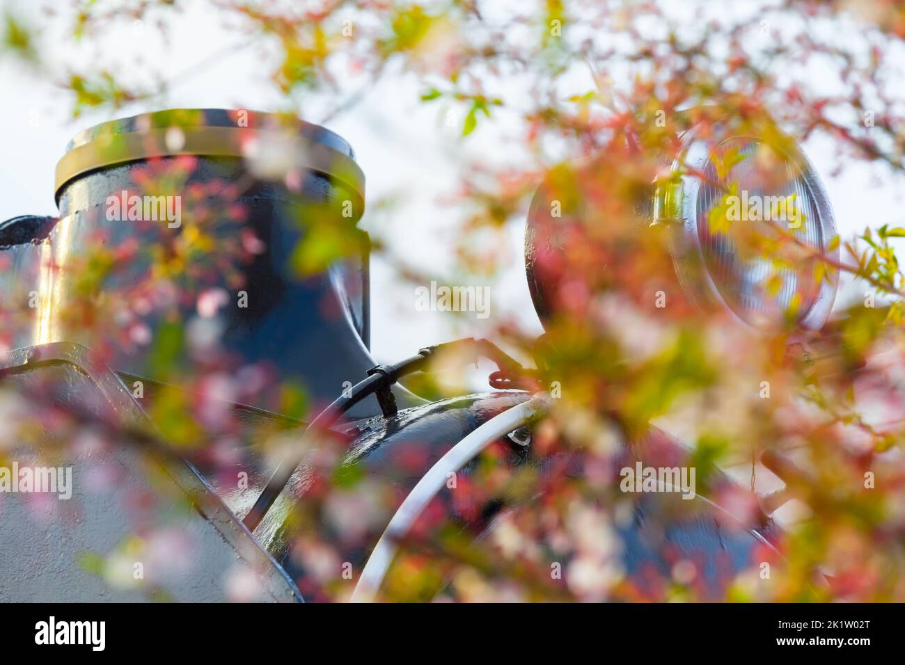 Scheinwerfer und Schornstein der Dampflokomotive durch verschwommene Zweige, Blätter und Blüten von Kirschbäumen gesehen Stockfoto