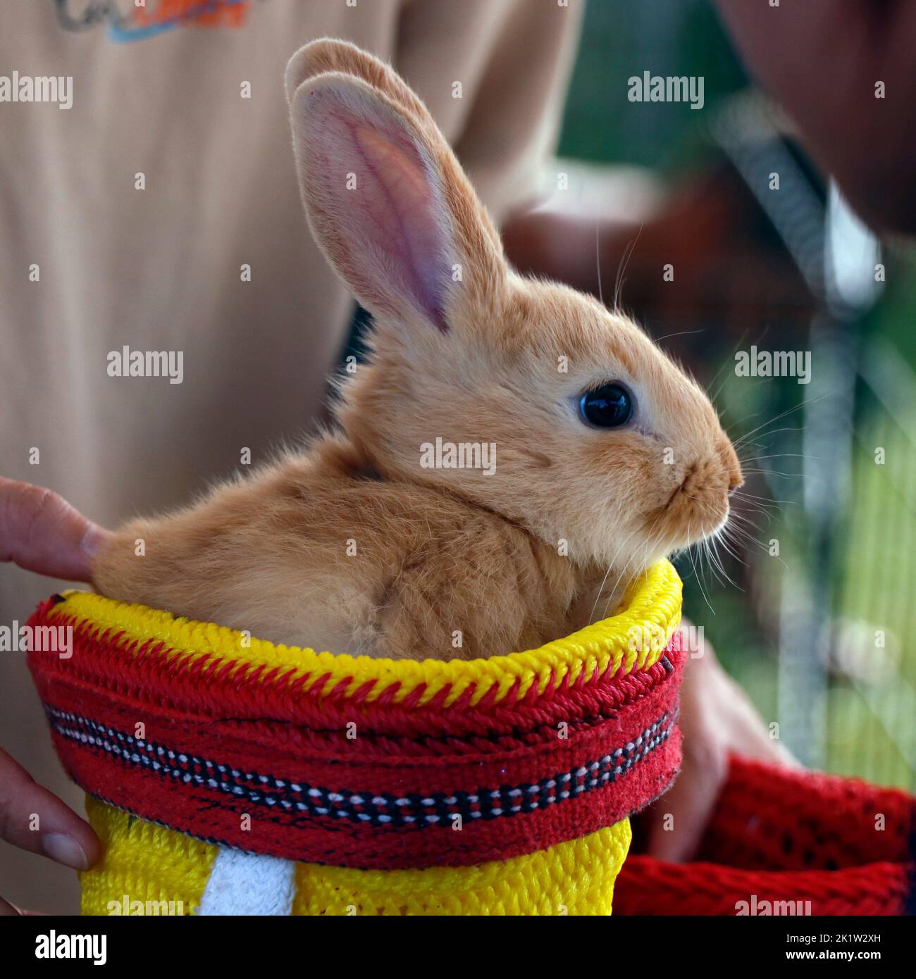 Kleiner Hase oder Hase, der in einem kleinen Korb als Haustier sitzt Stockfoto