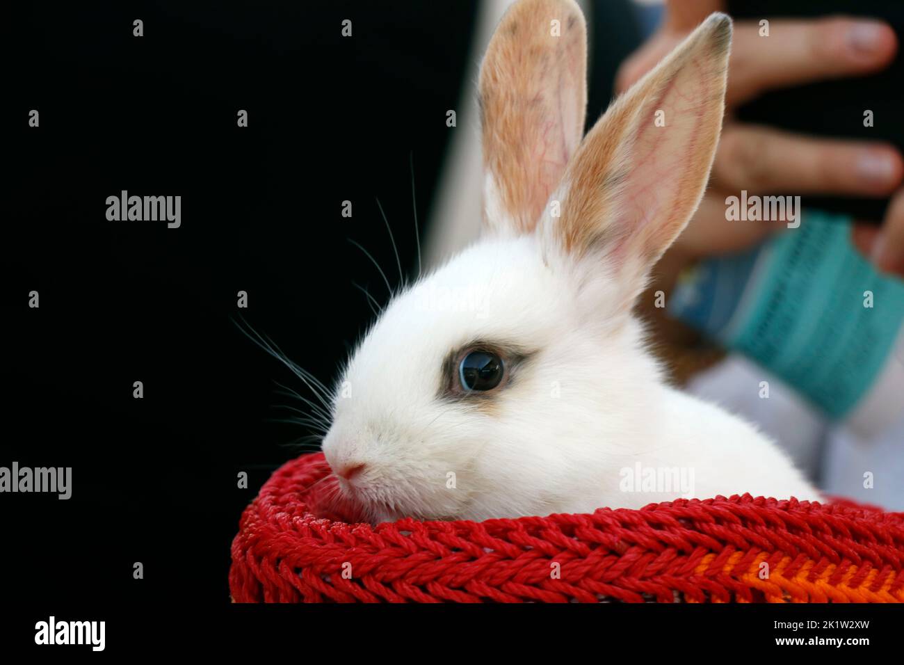 Kleiner Hase oder Hase, der in einem kleinen Korb als Haustier sitzt Stockfoto