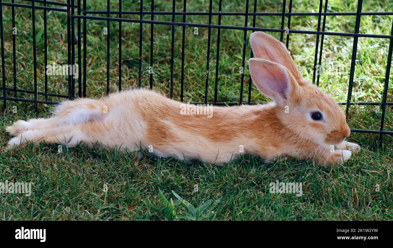 Kleiner Hase oder Hase, der in einem kleinen Korb als Haustier sitzt Stockfoto
