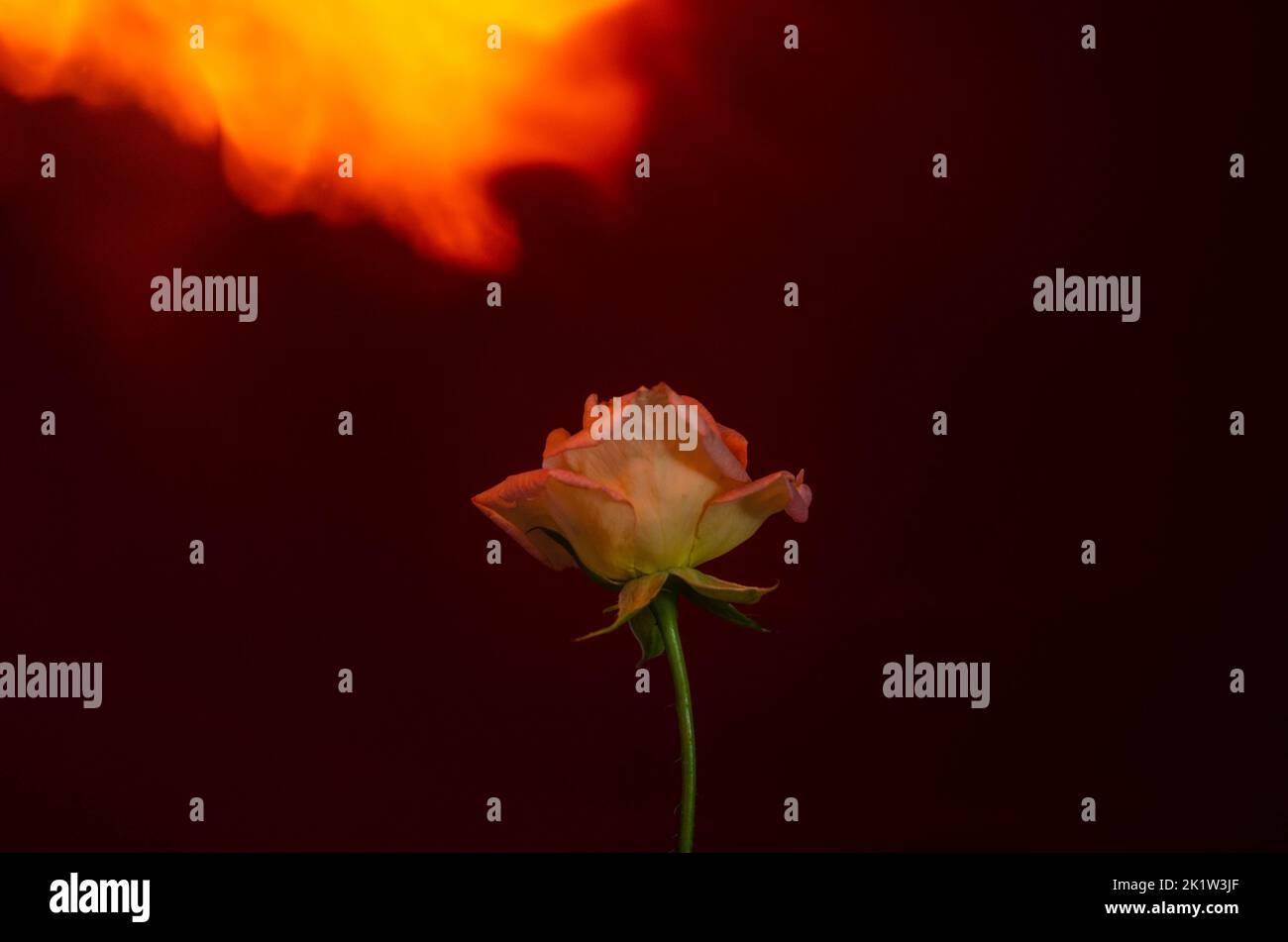 Flammende Rosenblüte auf dunkelrotem Hintergrund. Liebeskonzept mit Blume und Feuer. Kreative Natur Idee zum Valentinstag oder Frauentag. Stockfoto