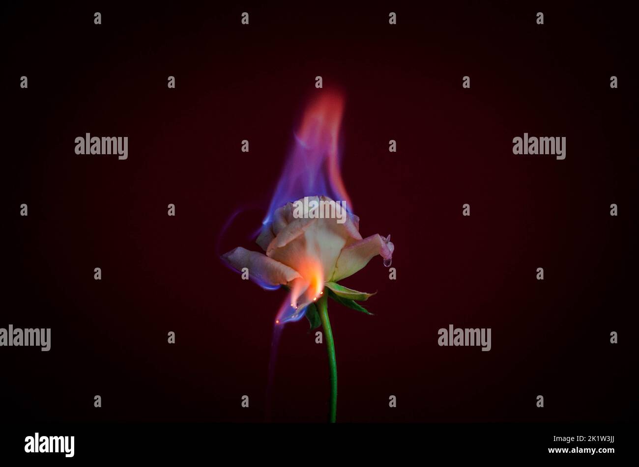 Flammende Rosenblüte auf dunkelrotem Hintergrund. Liebeskonzept mit Blume und Feuer. Kreative Natur Idee zum Valentinstag oder Frauentag. Stockfoto