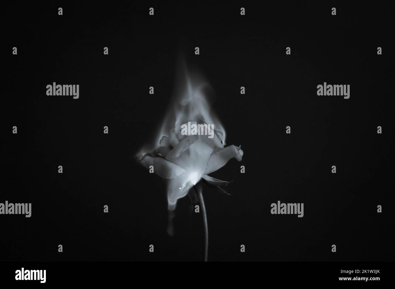 Flammende Rosenblüte auf dunkelrotem Hintergrund. Liebeskonzept mit Blume und Feuer. Kreative Natur Idee zum Valentinstag oder Frauentag. Stockfoto