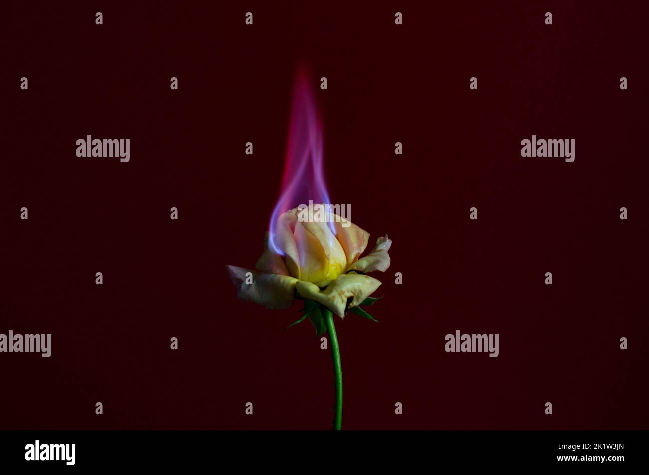 Flammende Rosenblüte auf dunkelrotem Hintergrund. Liebeskonzept mit Blume und Feuer. Kreative Natur Idee zum Valentinstag oder Frauentag. Stockfoto