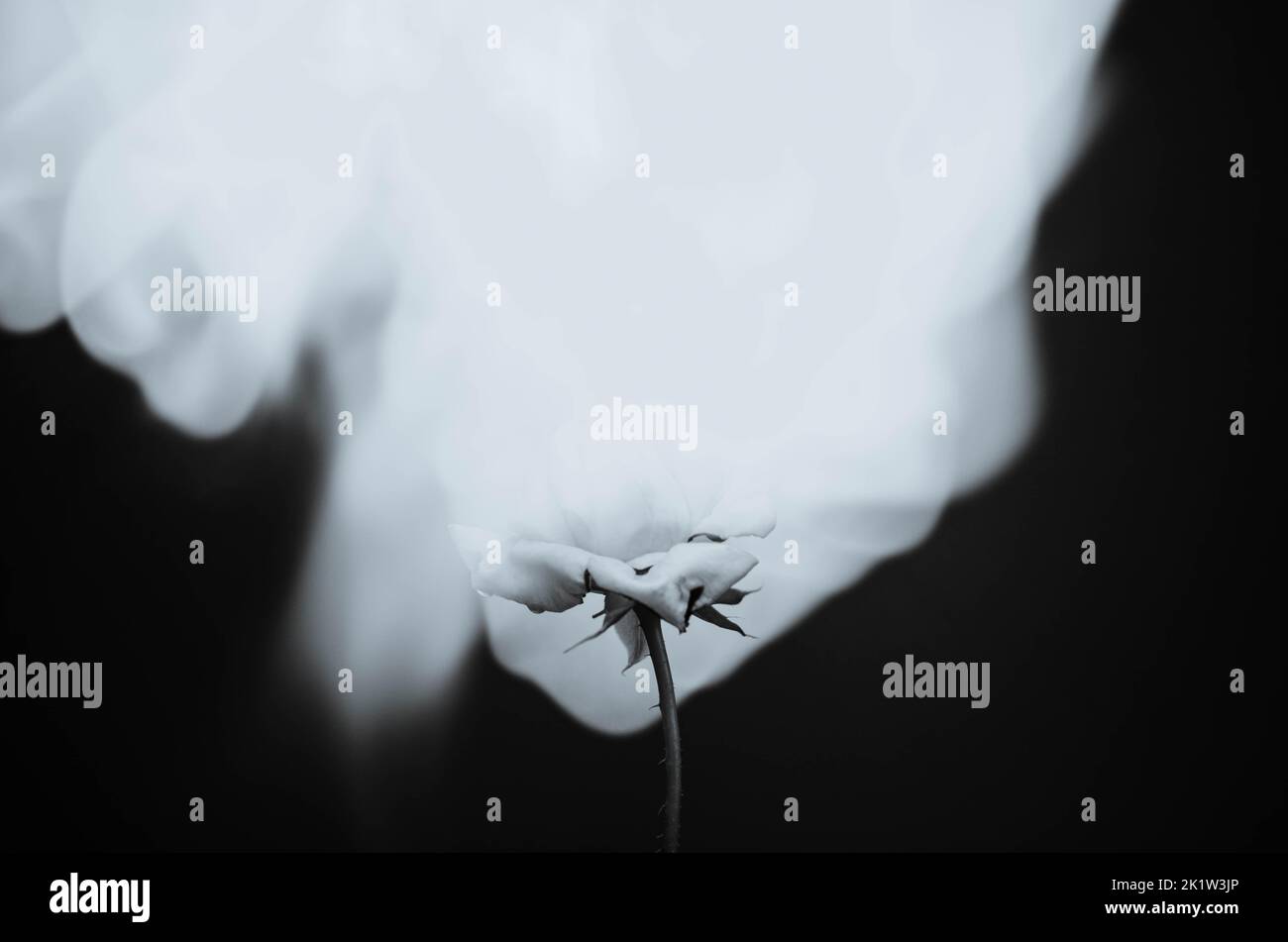 Flammende Rosenblüte auf dunkelrotem Hintergrund. Liebeskonzept mit Blume und Feuer. Kreative Natur Idee zum Valentinstag oder Frauentag. Stockfoto