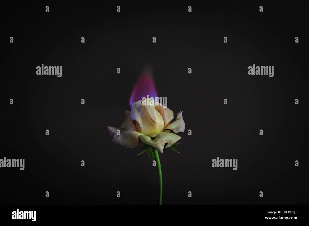 Flammende Rosenblüte auf dunkelrotem Hintergrund. Liebeskonzept mit Blume und Feuer. Kreative Natur Idee zum Valentinstag oder Frauentag. Stockfoto