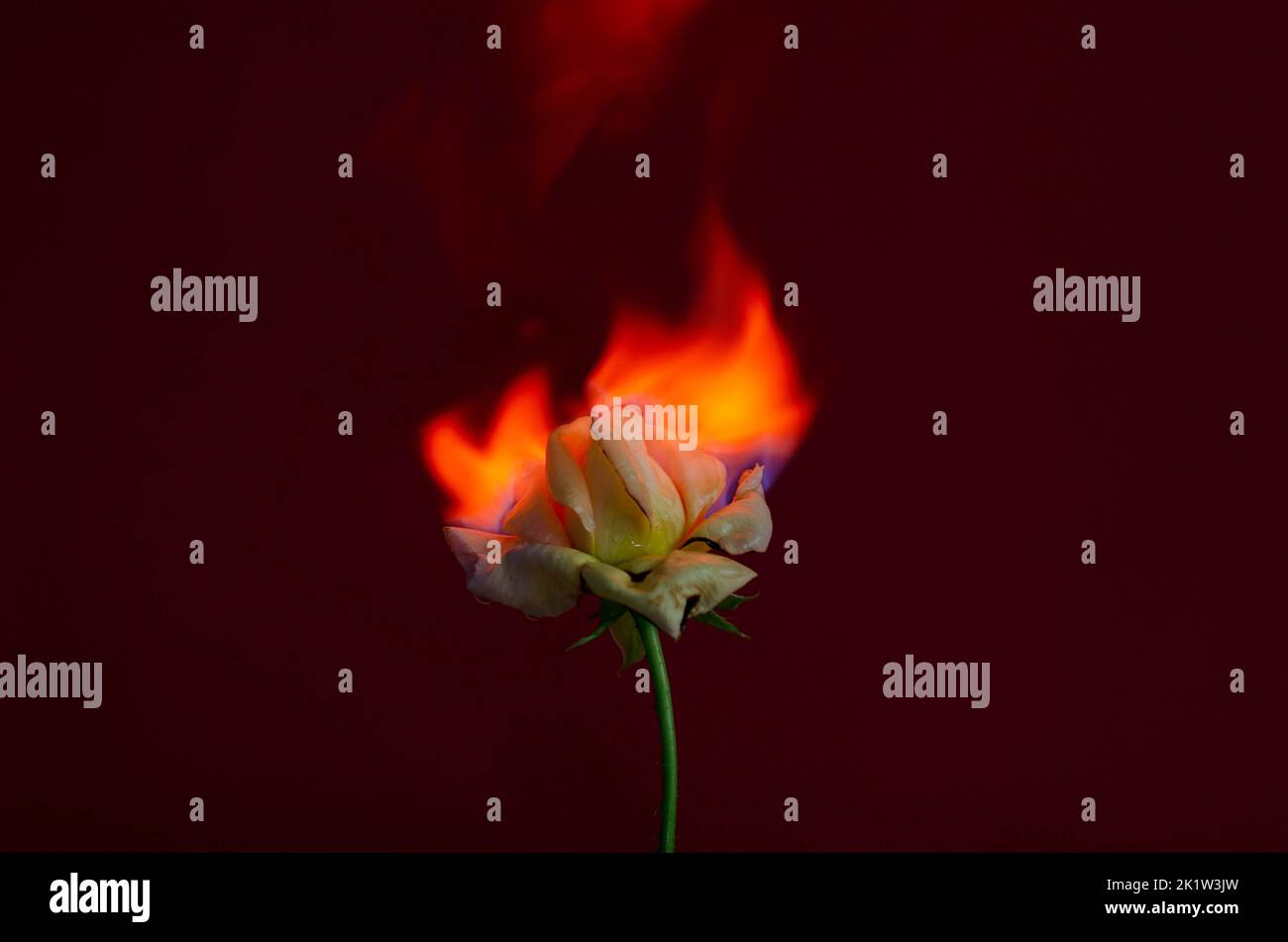 Flammende Rosenblüte auf dunkelrotem Hintergrund. Liebeskonzept mit Blume und Feuer. Kreative Natur Idee zum Valentinstag oder Frauentag. Stockfoto