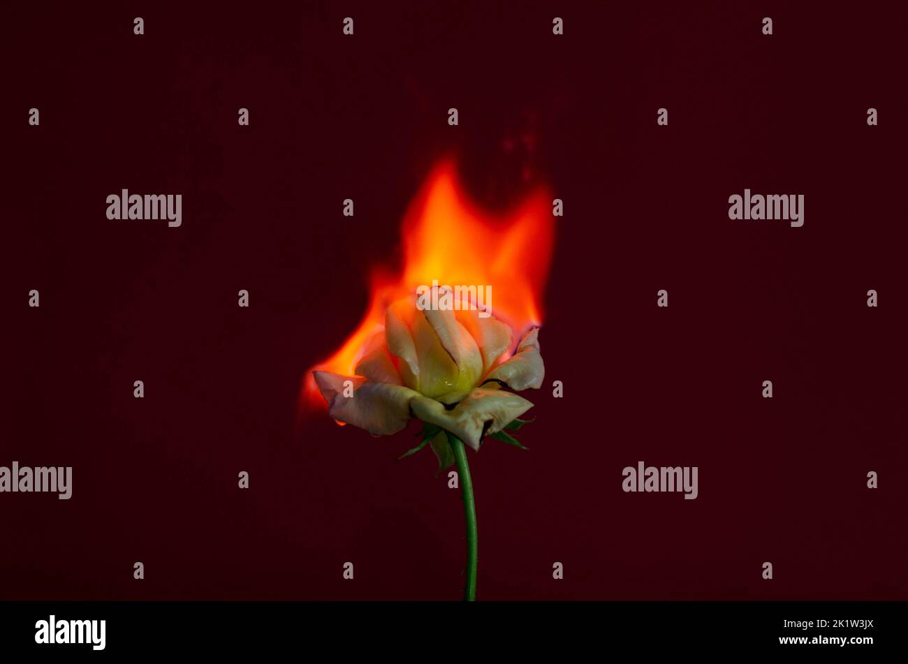 Flammende Rosenblüte auf dunkelrotem Hintergrund. Liebeskonzept mit Blume und Feuer. Kreative Natur Idee zum Valentinstag oder Frauentag. Stockfoto