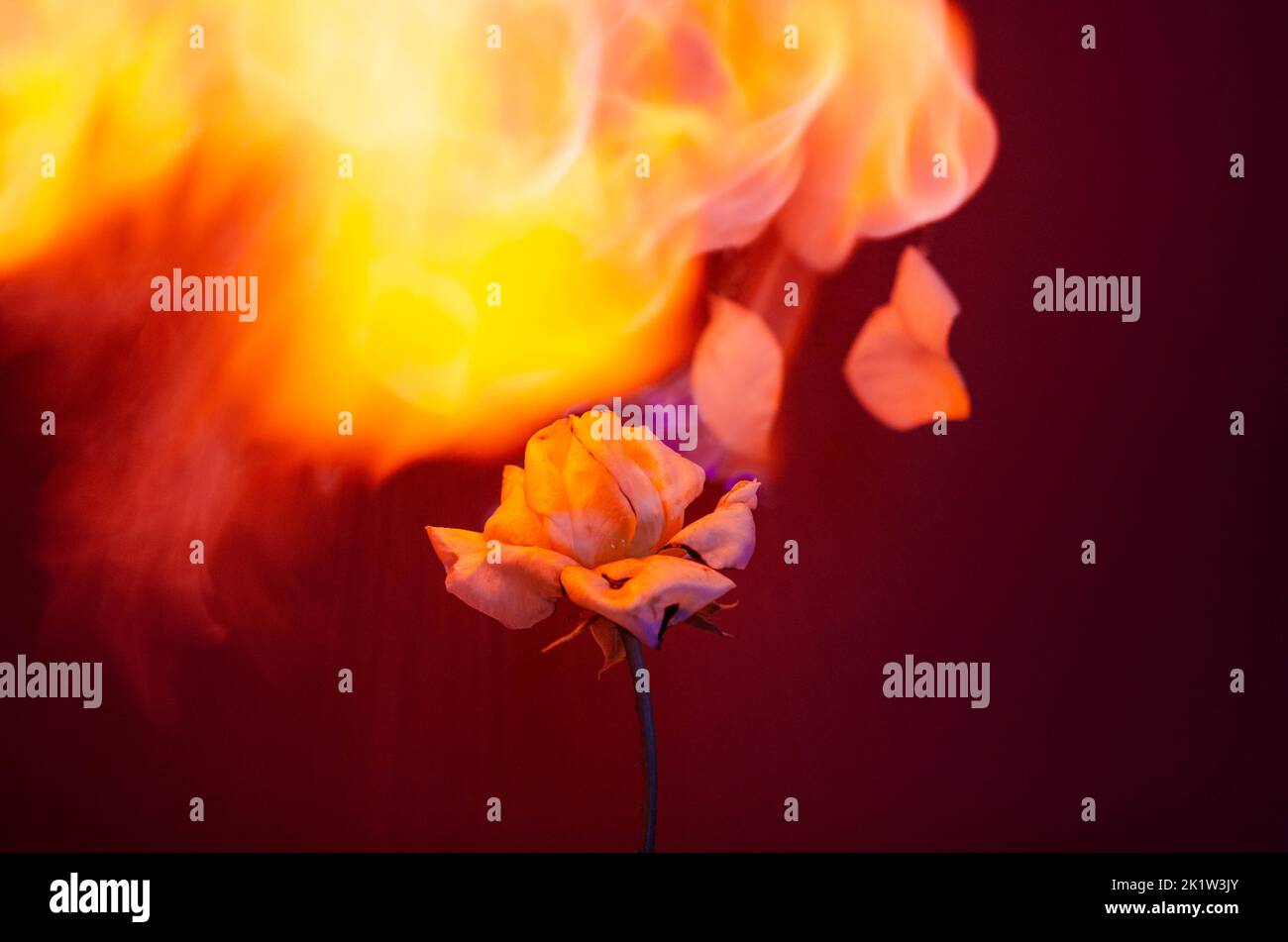 Flammende Rosenblüte auf dunkelrotem Hintergrund. Liebeskonzept mit Blume und Feuer. Kreative Natur Idee zum Valentinstag oder Frauentag. Stockfoto