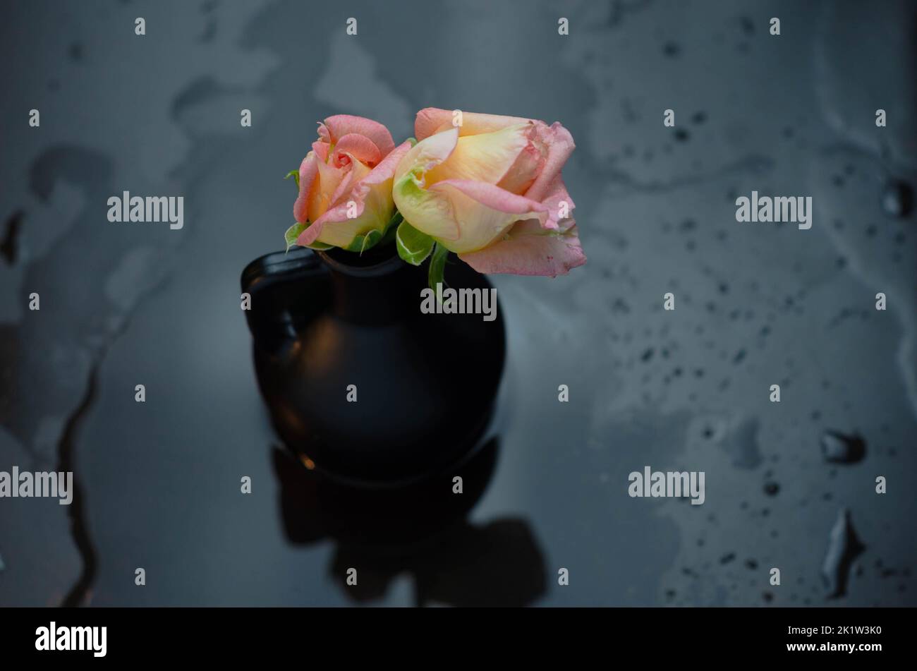 Flammende Rosenblüte auf dunkelrotem Hintergrund. Liebeskonzept mit Blume und Feuer. Kreative Natur Idee zum Valentinstag oder Frauentag. Stockfoto