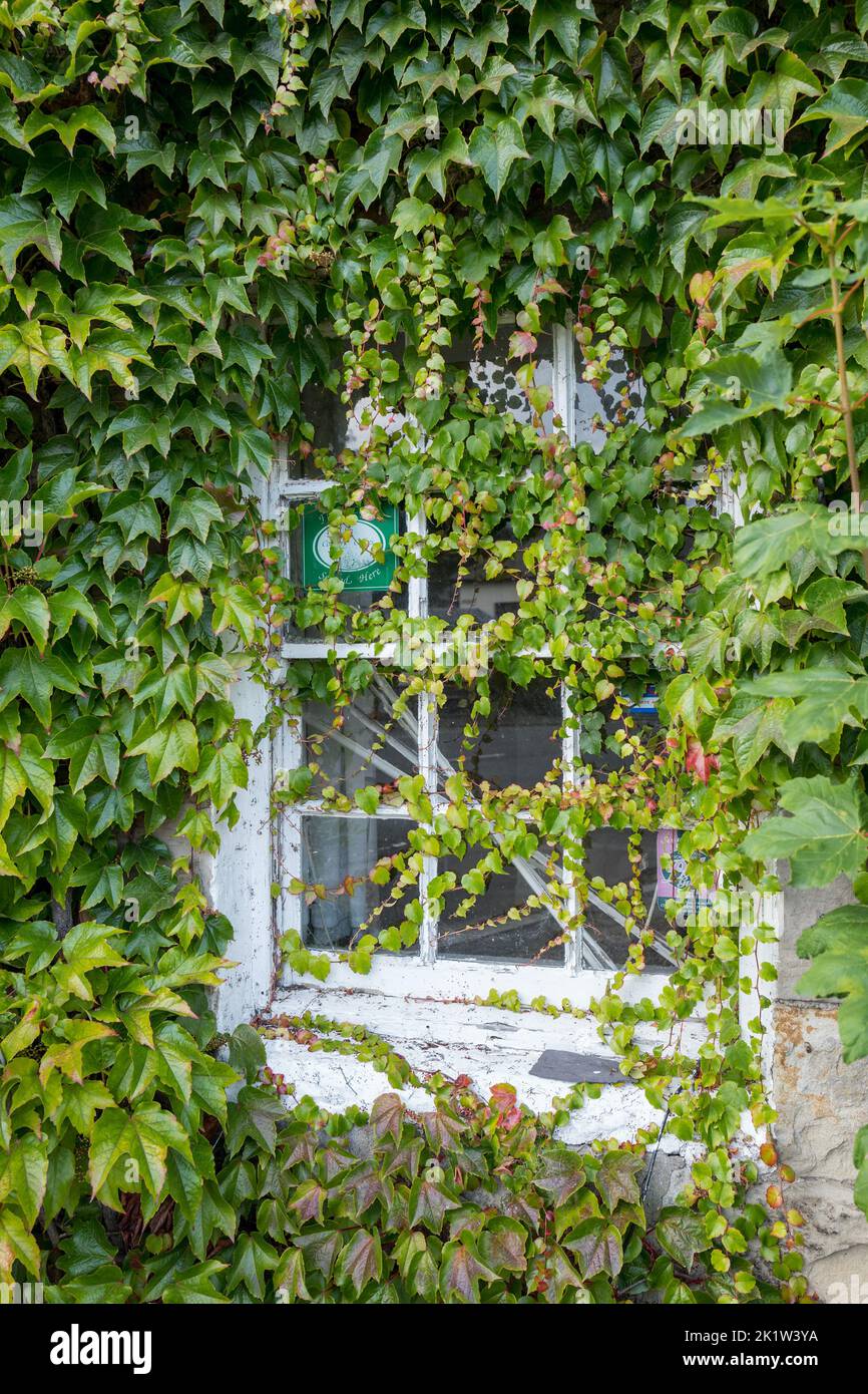 Ivy, der um ein weiß bemaltes Holzfenster eines geschlossenen Pubs im kleinen Dorf Powburn in Northumberland wächst, Stockfoto