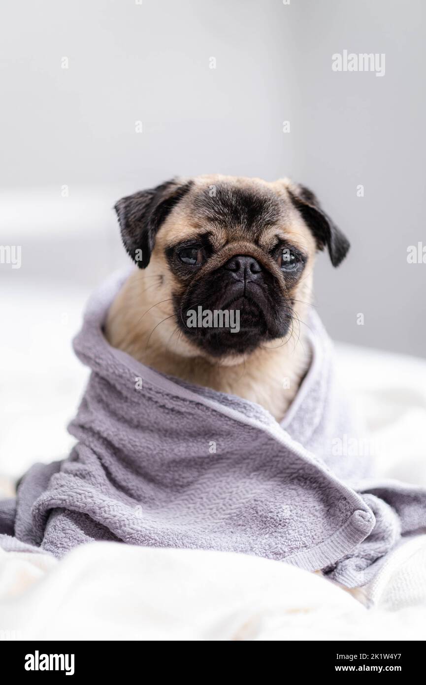 Netter, nasser Mops-Hund, der nach der Dusche in einem grauen Handtuch auf dem Bett sitzt, Haustiere putzt und wäscht Stockfoto