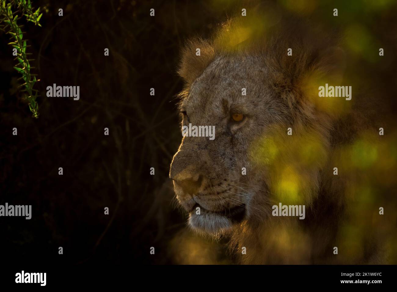 Löwe guckt aus dem hinterleuchteten Busch in Amboseli, Kenia Stockfoto