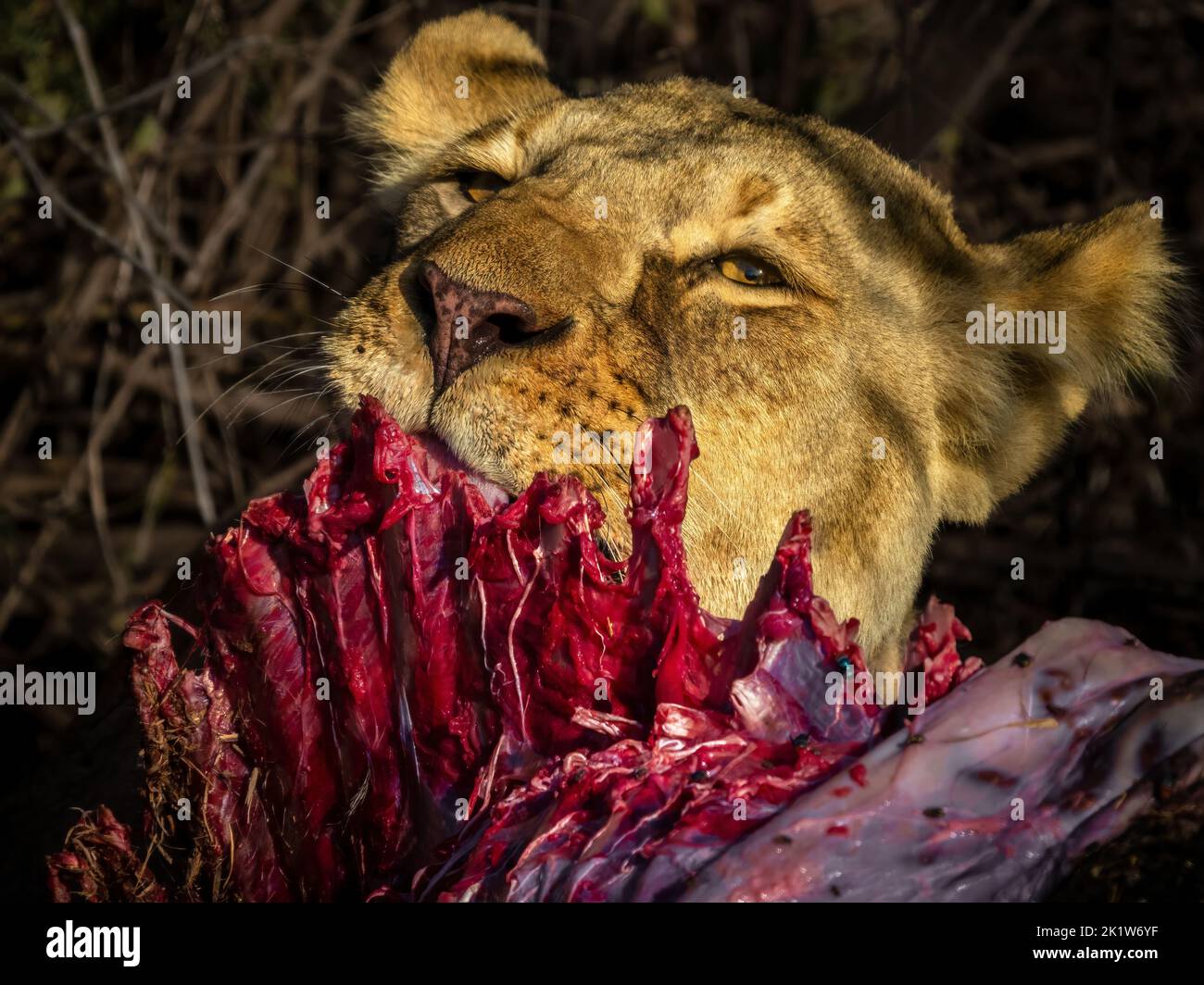 Löwin, die im Amboseli National Park, Kenia, einen frischen Gnus isst Stockfoto